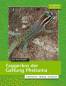 Preview: Taggeckos der Gattung Phelsuma